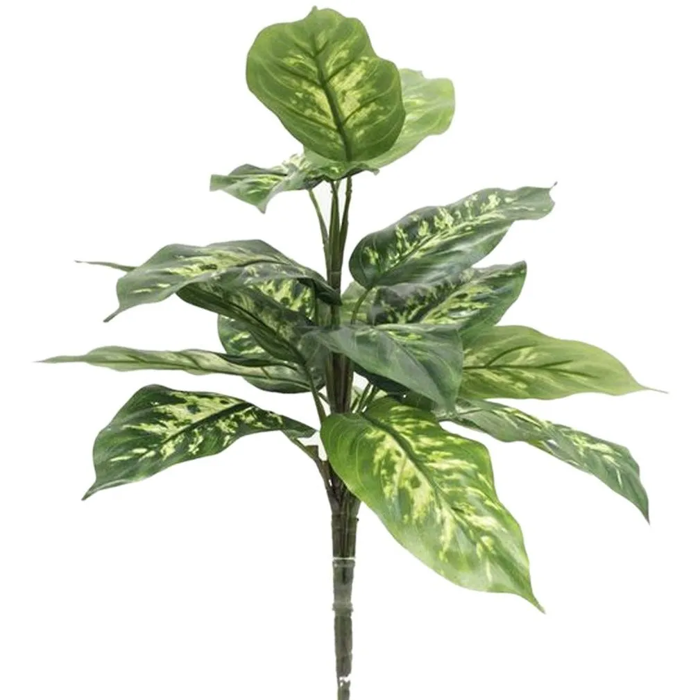 Dieffenbachia Plant