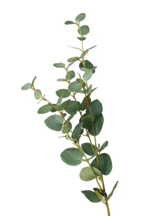 Eucalyptus Spray Green