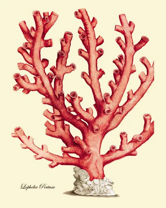 Salmon Coral Reef Necklace